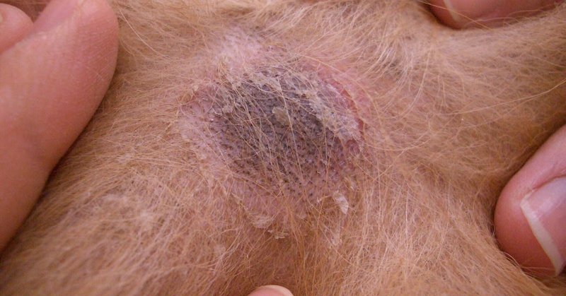 イヌの皮膚病 の新着タグ記事一覧 Note つくる つながる とどける イヌの皮膚病 の新着タグ記事一覧 Note つくる つながる とどける