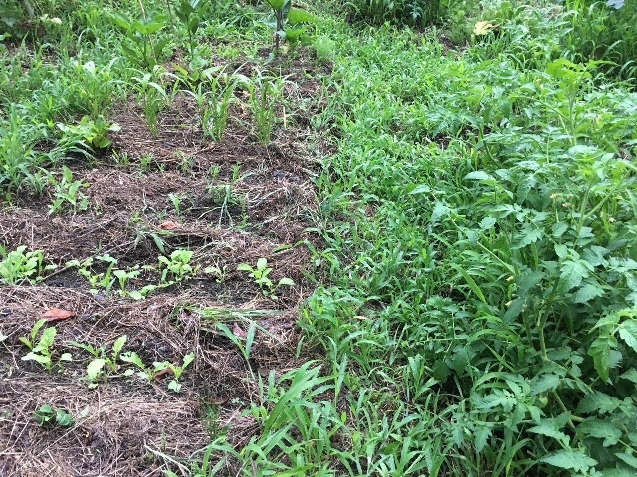 勧農叢書 栗樹栽培法