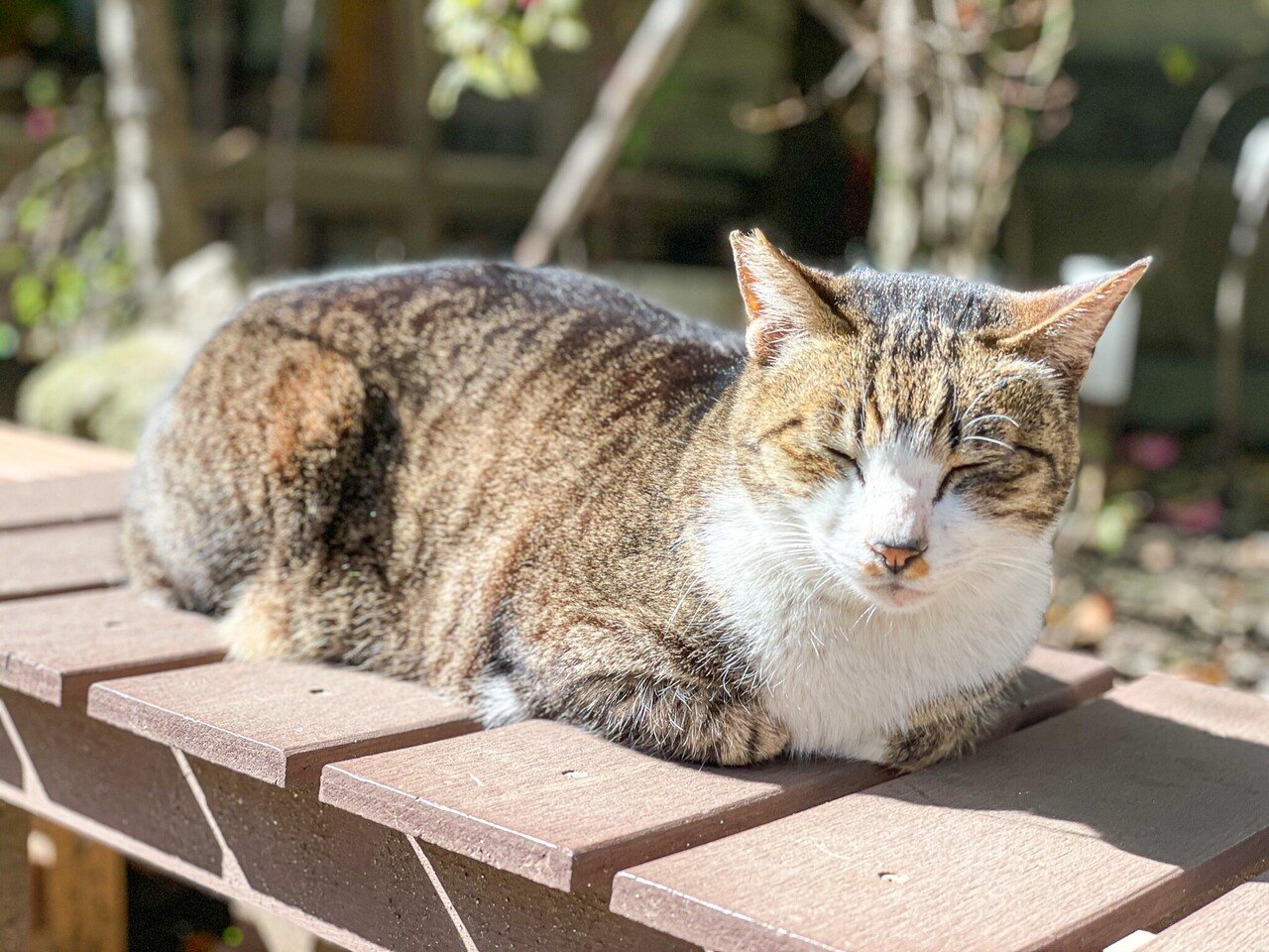 ホーホケキョ 鶯 ウグイス が鳴くのは春だけ 春告鳥 鶯の話 小野照崎神社 Note ホーホケキョ 鶯 ウグイス が鳴くのは春だけ 春告鳥 鶯の話 小野照崎神社 Note