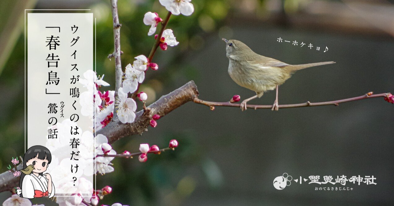 ホーホケキョ 鶯 ウグイス が鳴くのは春だけ 春告鳥 鶯の話 小野照崎神社 Note