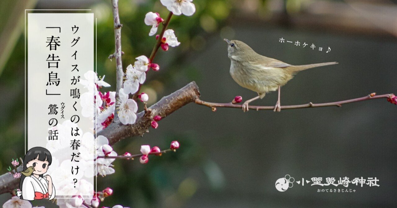 ホーホケキョ 鶯 ウグイス が鳴くのは春だけ 春告鳥 鶯の話 小野照崎神社 Note ホーホケキョ 鶯 ウグイス が鳴くのは春だけ 春告鳥 鶯の話 小野照崎神社 Note