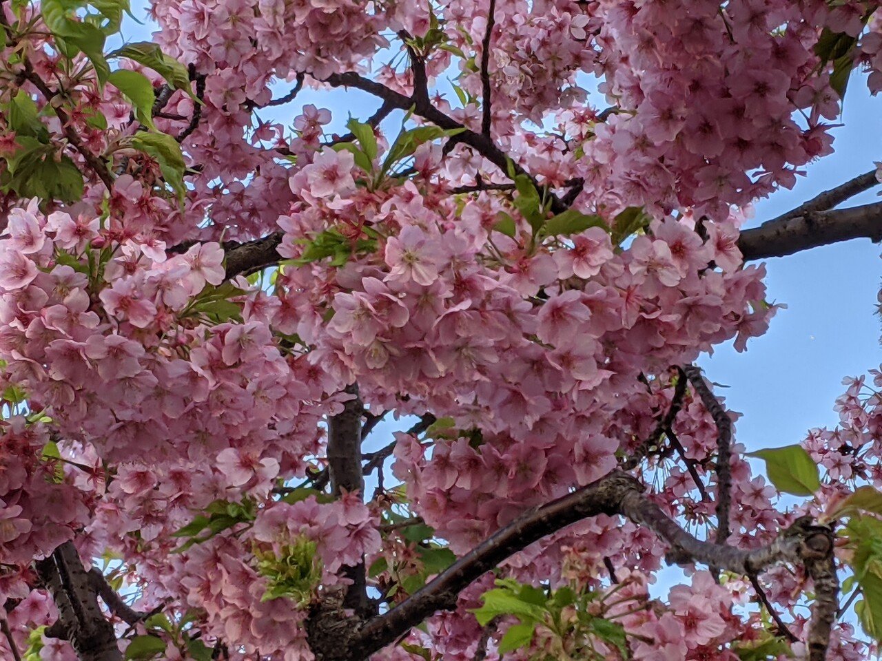 散策中に遭遇した満開の河津桜 柘榴 Note 散策中に遭遇した満開の河津桜 柘榴 Note