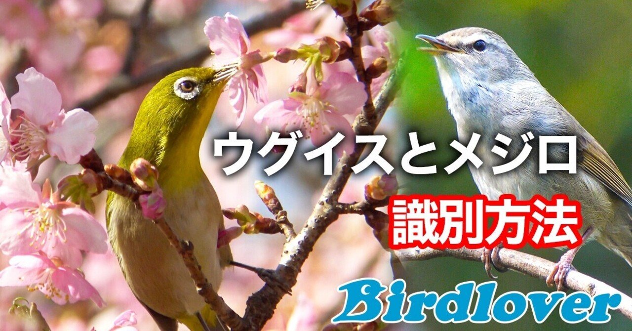 ウグイスとメジロの見分け方・動画で解りやすく解説します｜Birdlover 