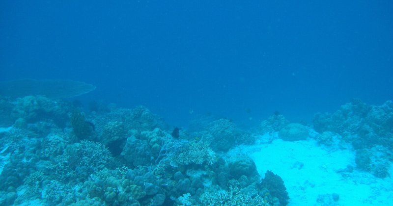 [フィリピン-03]ダイビング@タリカッド島 透明度がヤバい