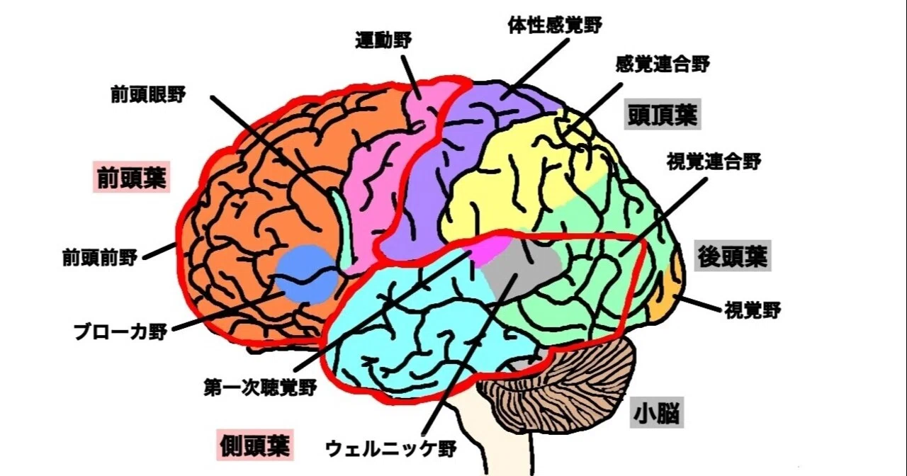 側 頭 葉