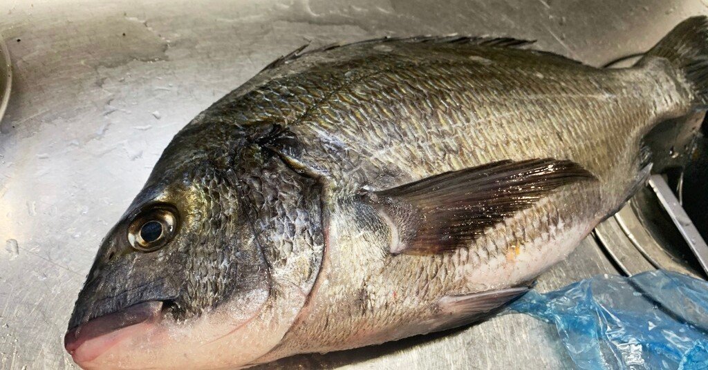 食べる魚コレクション004 クロダイ おおたしじみ Note