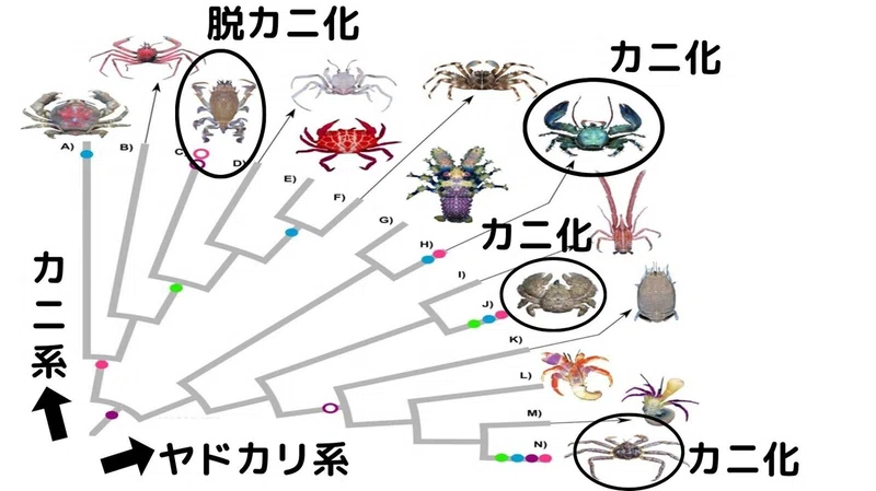 収斂進化ー「カニ」への進化を繰り返した甲殻類の系譜が明らかに!|フランク・ロイド