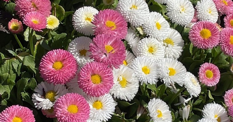 花さんぽ 笹塚 心琴 文フリ東京ケ 02 Note