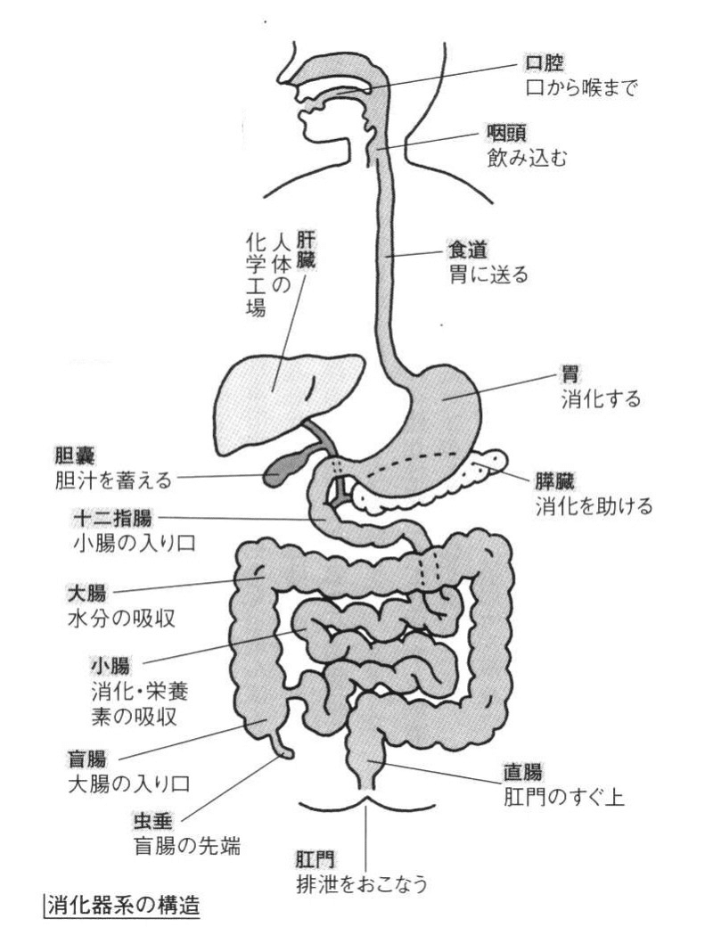 脂っこいもの食べるとお腹壊す くらのすけ Note