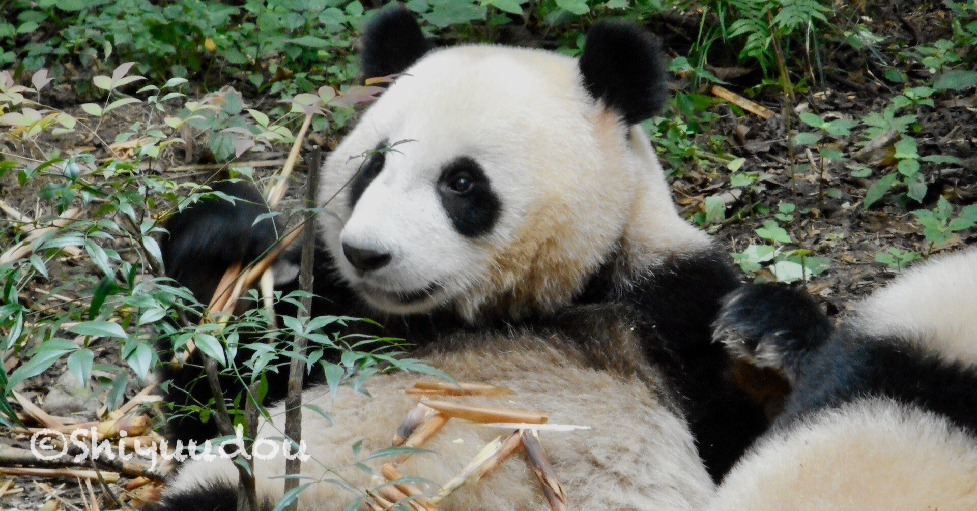 パンダ棚 中国のパンダニュースを読む No 45 21 3 15 Shiyuudou Note