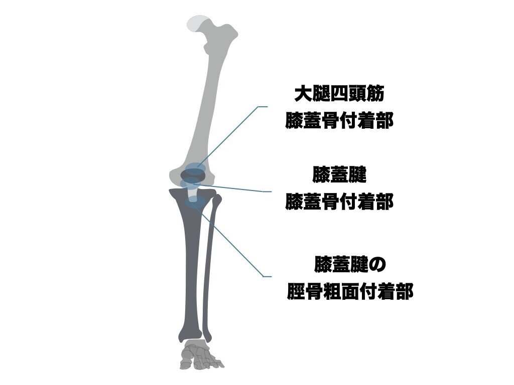 膝蓋腱炎に対する評価 アプローチ 平 純一朗 理学療法士 アスレティックトレーナーnote Note