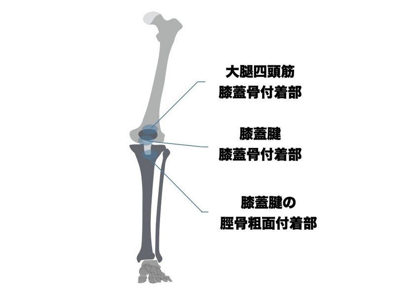 膝蓋腱炎に対する評価 アプローチ 平 純一朗 Pt Jspo At Note