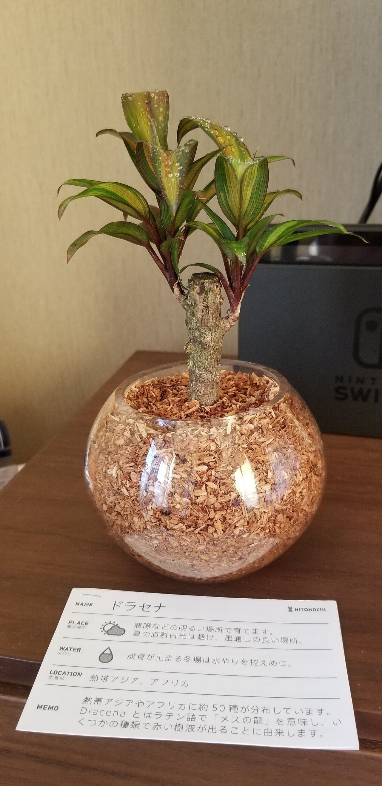 ドラセナ の新着タグ記事一覧 Note つくる つながる とどける