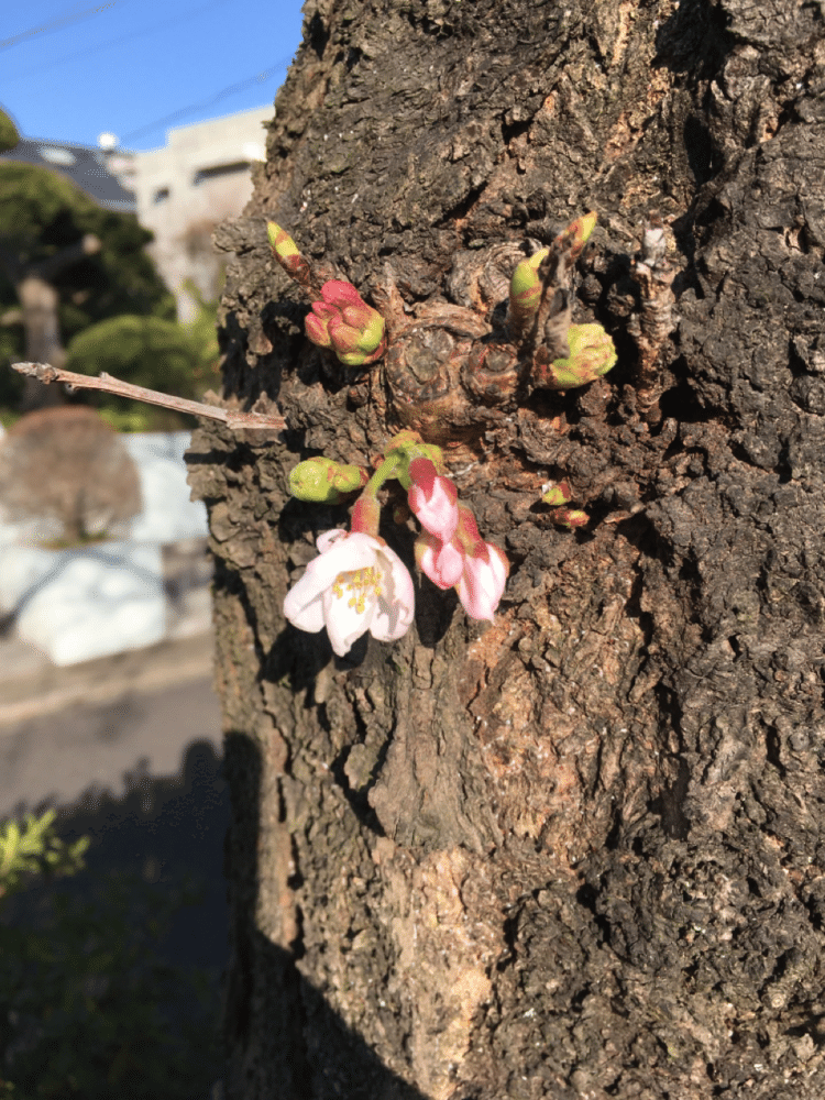 桜の枝のつぼみはまだ、外の気温をそっと襟元から伺っている様子ですが、太い太い幹をよく見てみると、まるでブローチをつけたように、桜の花が咲いていました。