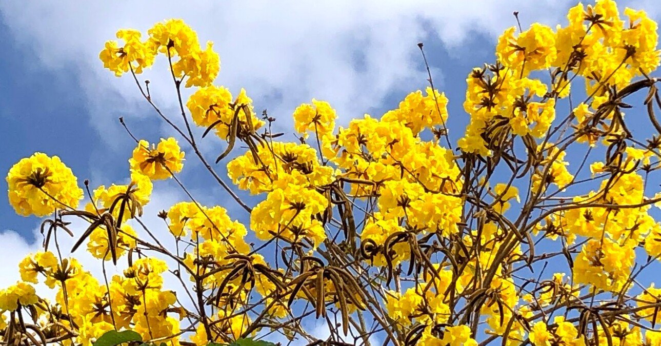 イペーの花 すいの Happyjoy Note