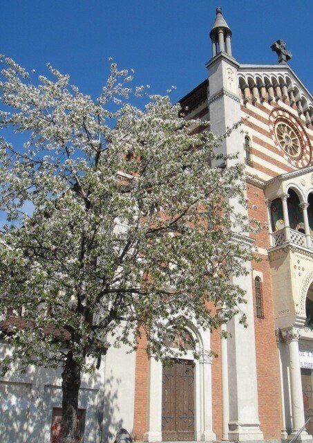 Torinoの桜2011