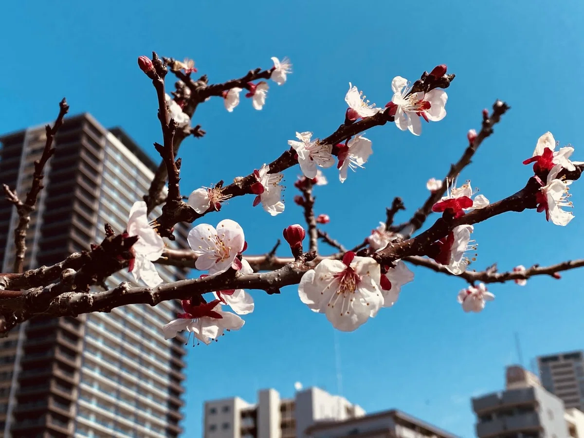 画像1