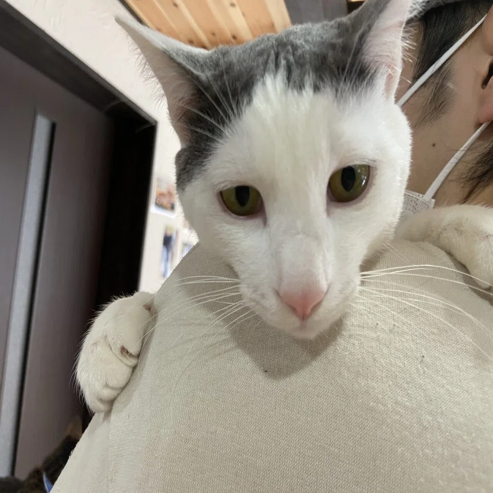 開放型保護猫シェルターにゃんLiving｜neconoma