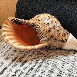 法螺貝小 33さセンチ （法螺貝 山伏 真言宗 泡だて） 
