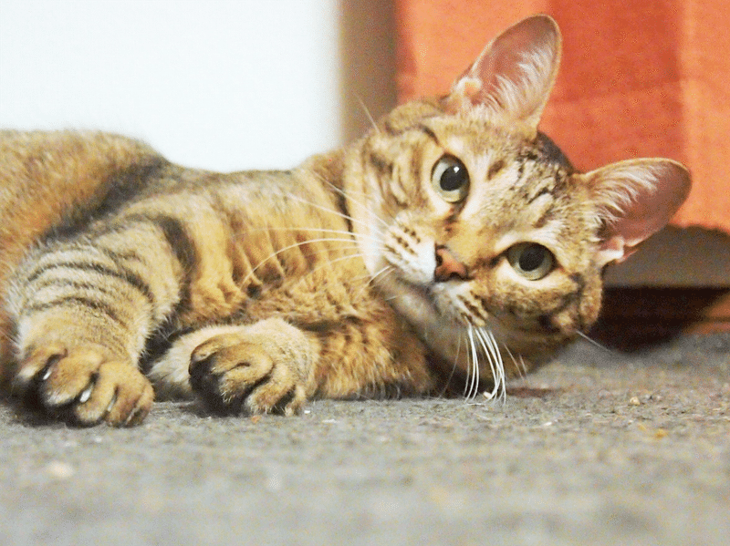 ねこつむぎ 保護猫のお話を伺わせてください ふじかわ陽子 Note ねこつむぎ 保護猫のお話を伺わせてください ふじかわ陽子 Note