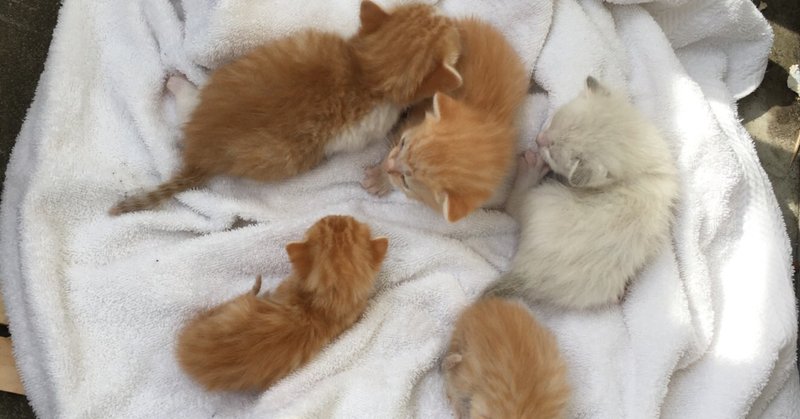 いながき動物病院 の新着タグ記事一覧 Note つくる つながる とどける