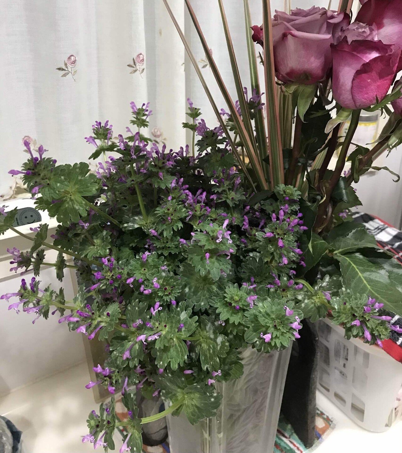 ホトケノザの花束｜Sara｜note