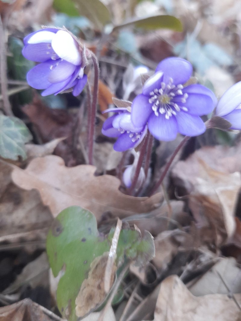 すみれの季節 萌えキュン ウィーンの花 すみれ君の恋は無情 Pezio Note すみれの季節 萌えキュン ウィーンの花 すみれ君の恋は無情 Pezio Note