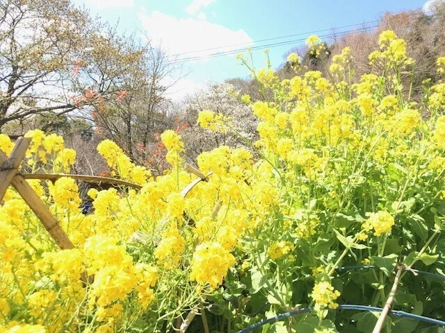 キレイ 花あ