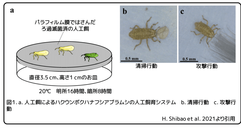 アブラムシの時間的分業 ～歳をとったら巣を守る～｜かわいせー