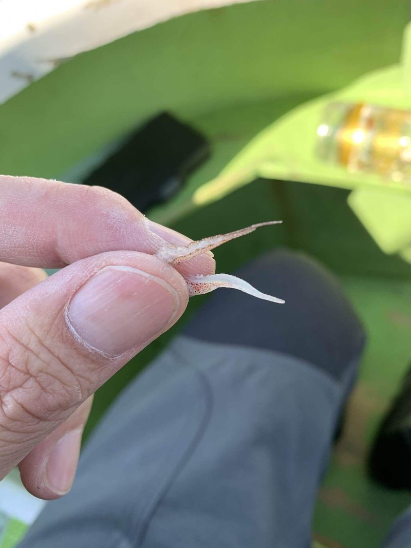 釣行記 111 一粒の麦 Taku Onuma Note