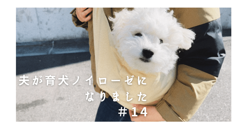 夫が育犬ノイローゼになりました ボナママ Note 夫が育犬ノイローゼになりました ボナママ Note