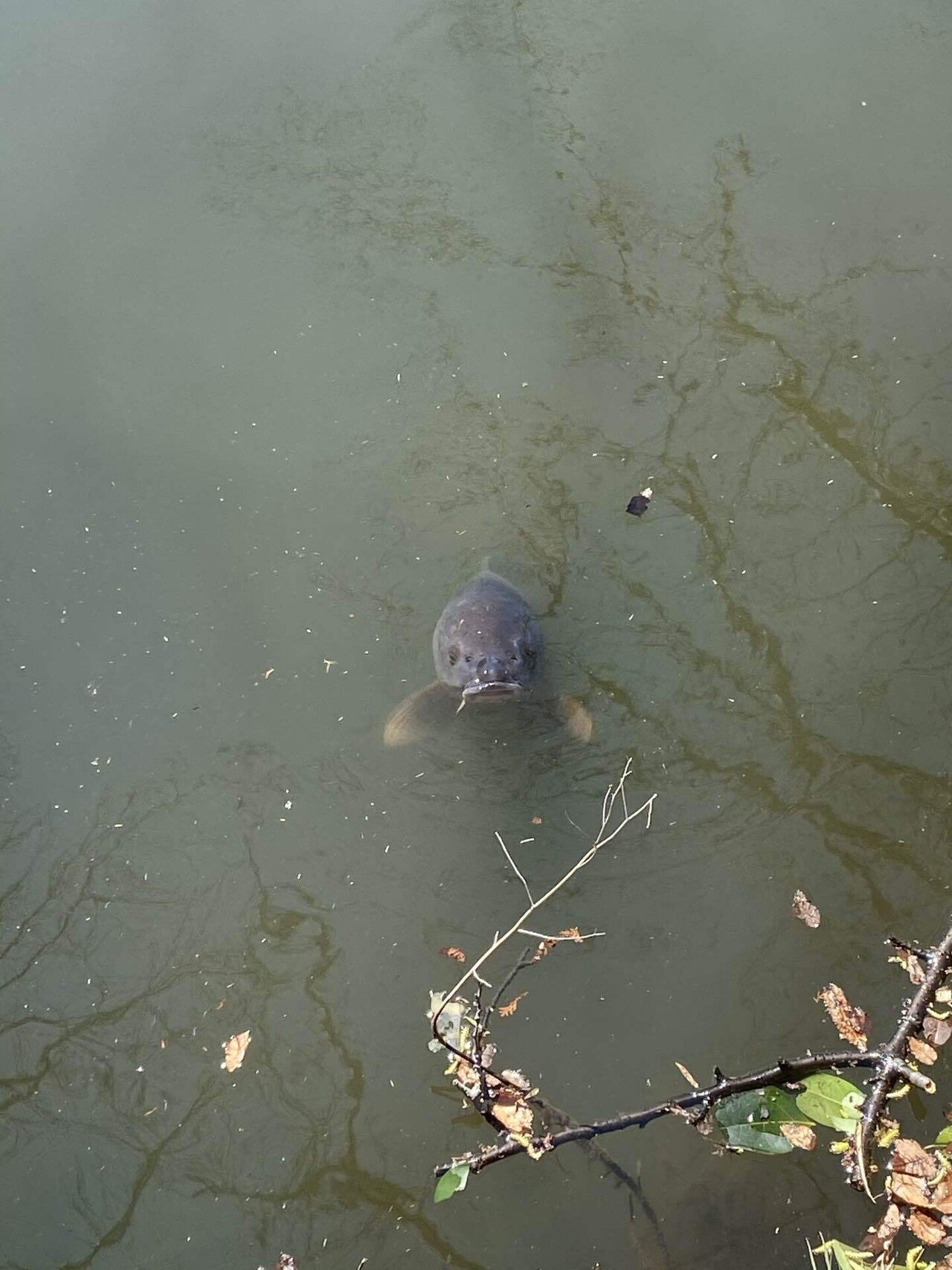 めっちゃ見てる（笑） ｜加藤志異