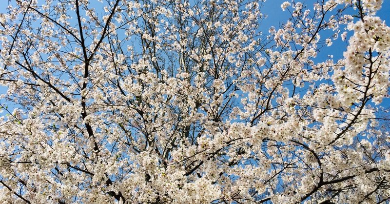 倉田雅世 声優 倉嶋らむね 紙芝居師 Note 倉田雅世 声優 倉嶋らむね 紙芝居師 Note