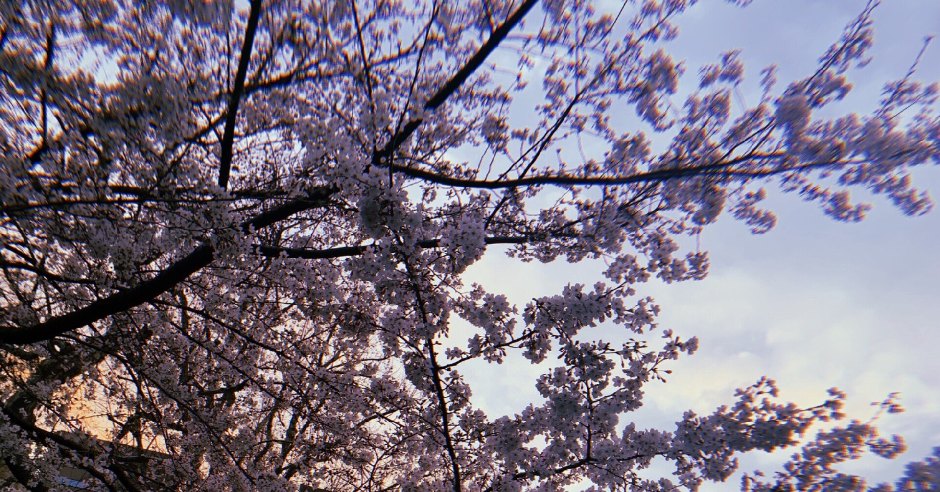 桜のかわいい花言葉まとめてみた なうみ Note