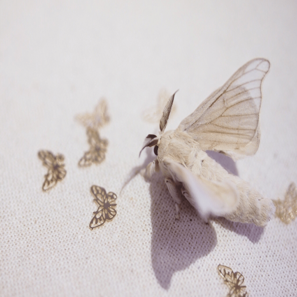 虫 かわいい ってどうですか すず 生き物好き Note
