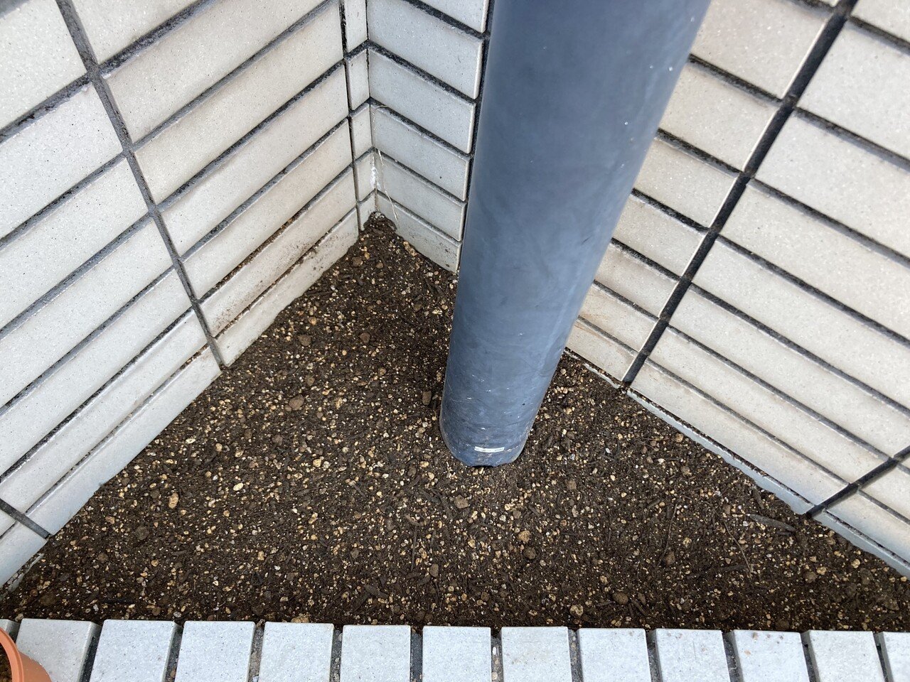 アイリッシュモス サギナ の育て方と地植えしてみた件 オリーブ農家の日常 Note アイリッシュモス サギナ の育て方と地植えしてみた件 オリーブ農家の日常 Note