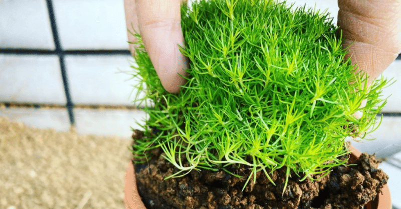 アイリッシュモス サギナ の育て方と地植えしてみた件 オリーブ農家の日常 Note