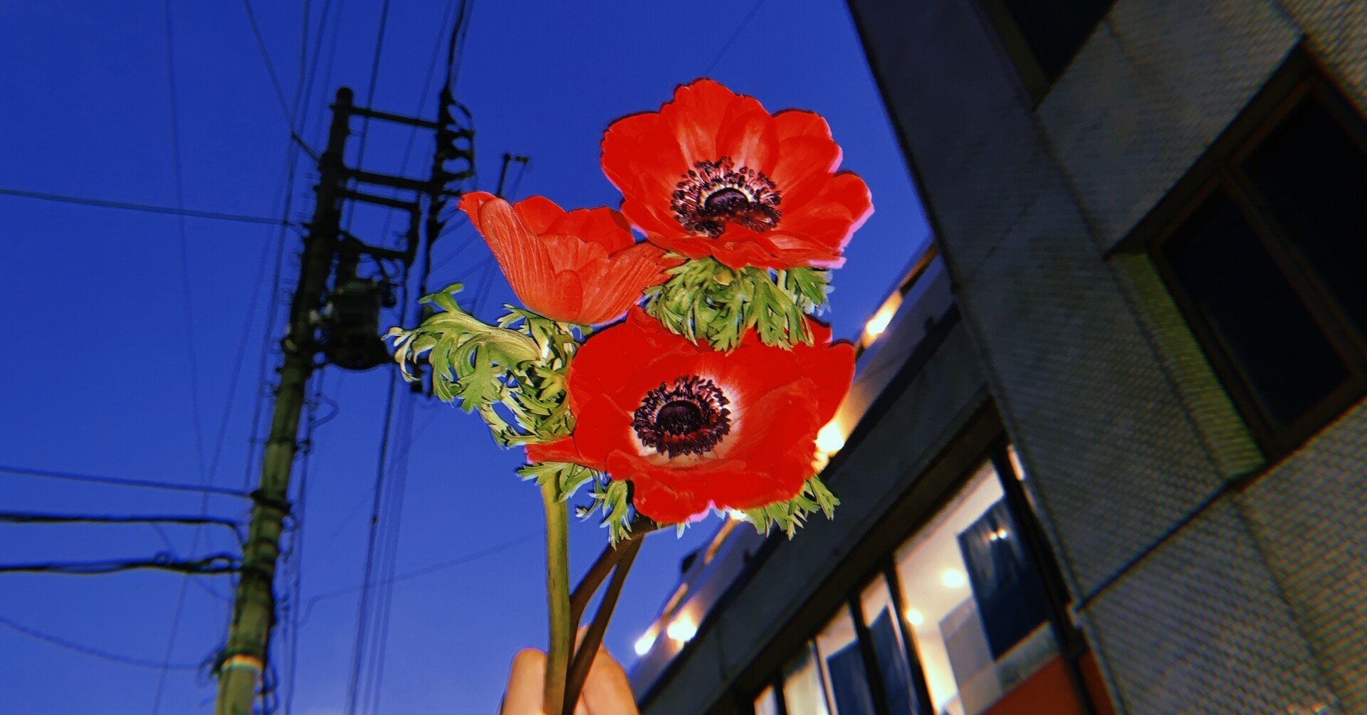 花言葉で伝える気持ち 片想い編 無糖 なうみ Note 花言葉で伝える気持ち 片想い編 無糖 なうみ Note