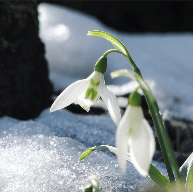 花言葉で伝える気持ち 片想い編 無糖 なうみ Note