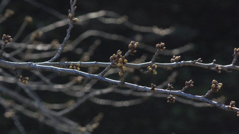 桜定点観察_20210315_3