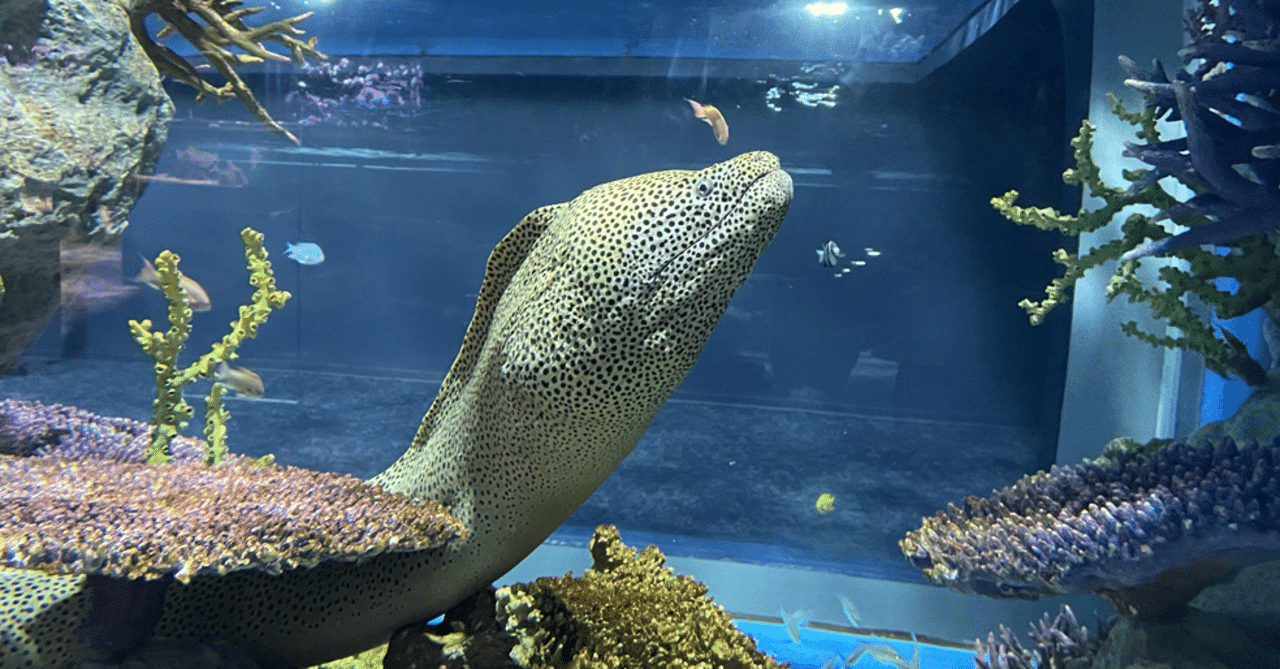 最強の二重アゴ ウツボの必殺技と相棒 Dino いきもの雑学プレゼンター Note 最強の二重アゴ ウツボの必殺技と相棒 Dino いきもの雑学プレゼンター Note