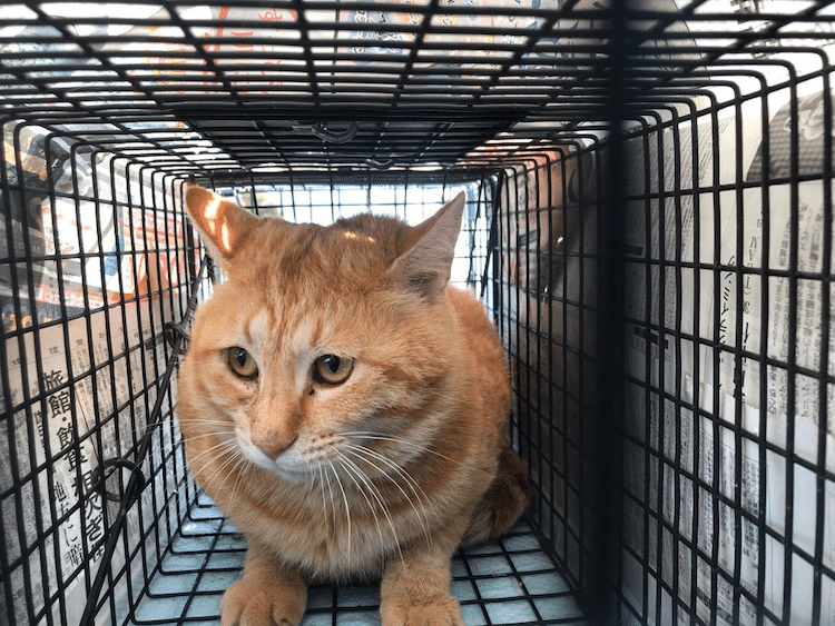 捨て猫は先住野良猫にいじめられる ナカタ アサミ Note