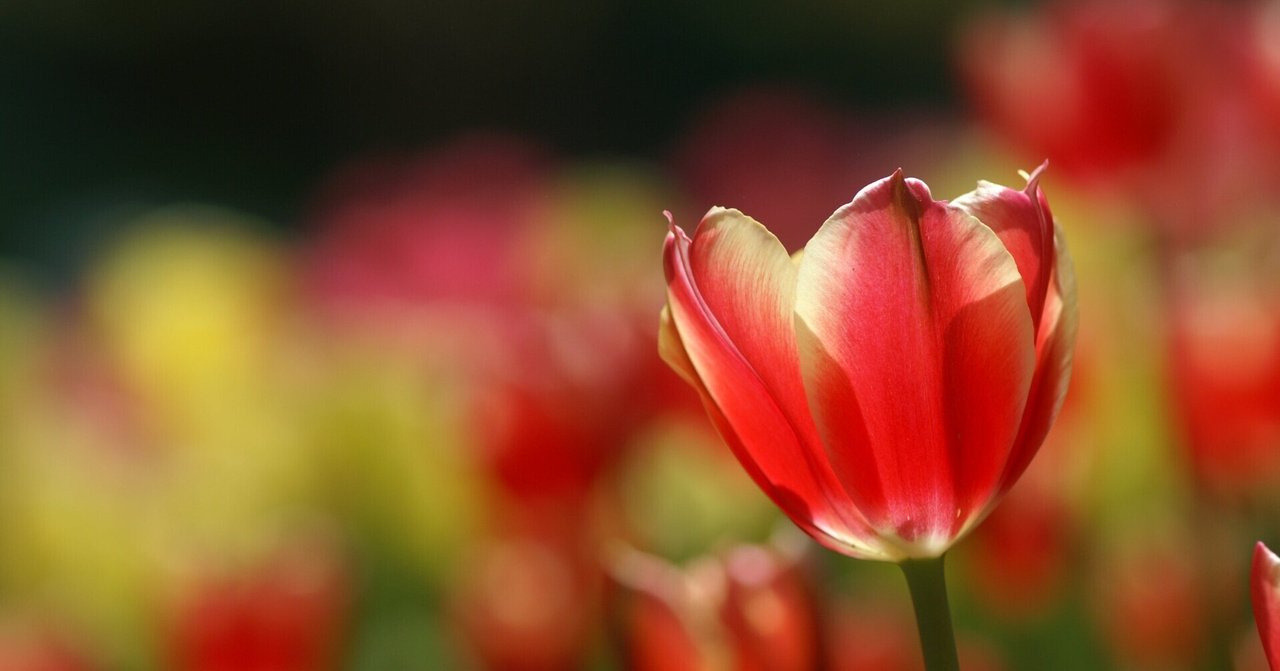 くもとちゅうりっぷ の新着タグ記事一覧 Note つくる つながる とどける