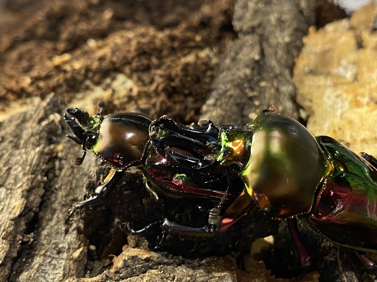 ニジイロクワガタ飼育 スーパーレッド系統の産卵セットを組んで