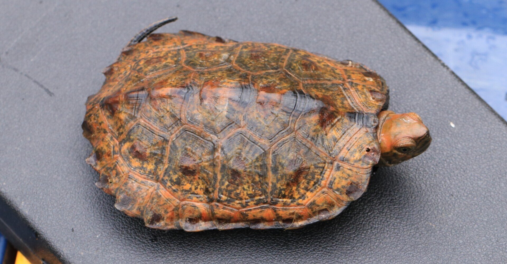 今年2回目のイシガメ調査 翔一 Note 今年2回目のイシガメ調査 翔一 Note