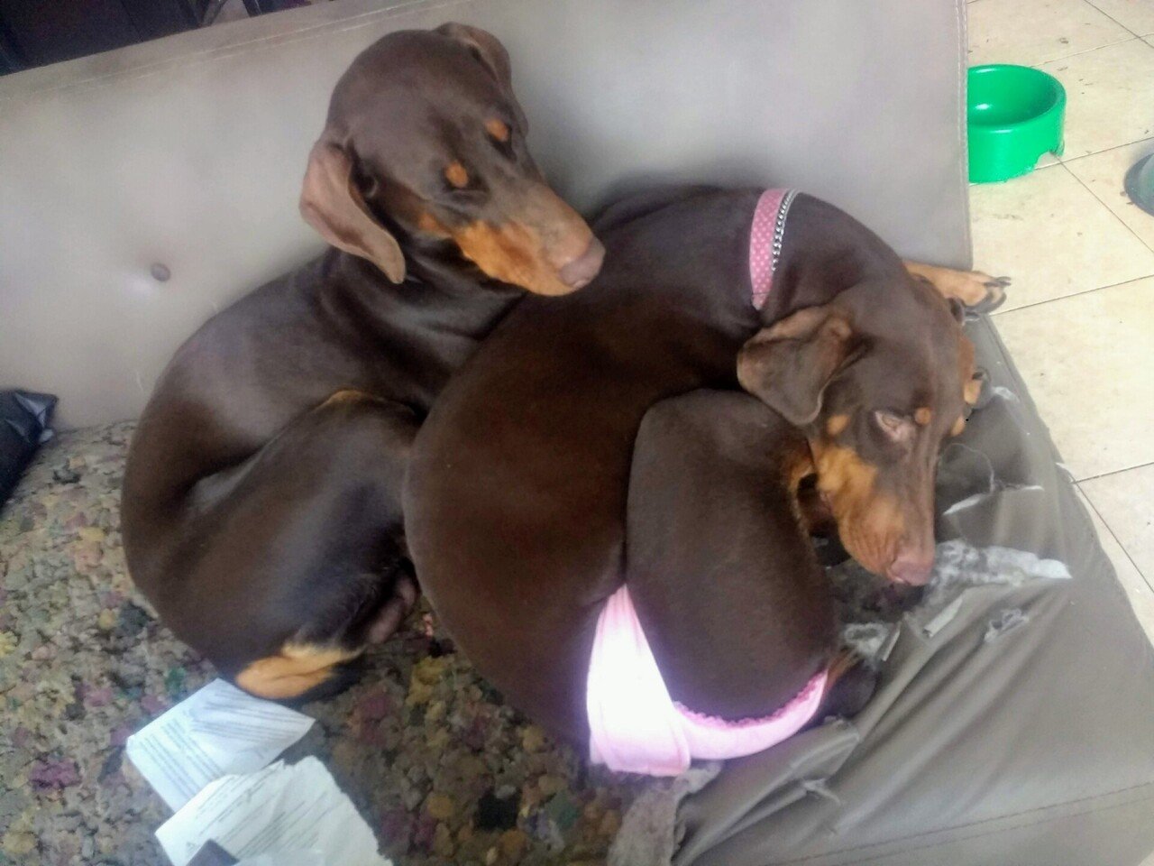 お赤飯は炊きません クーパパ 極貧メキシカン犬バカ爺 Note