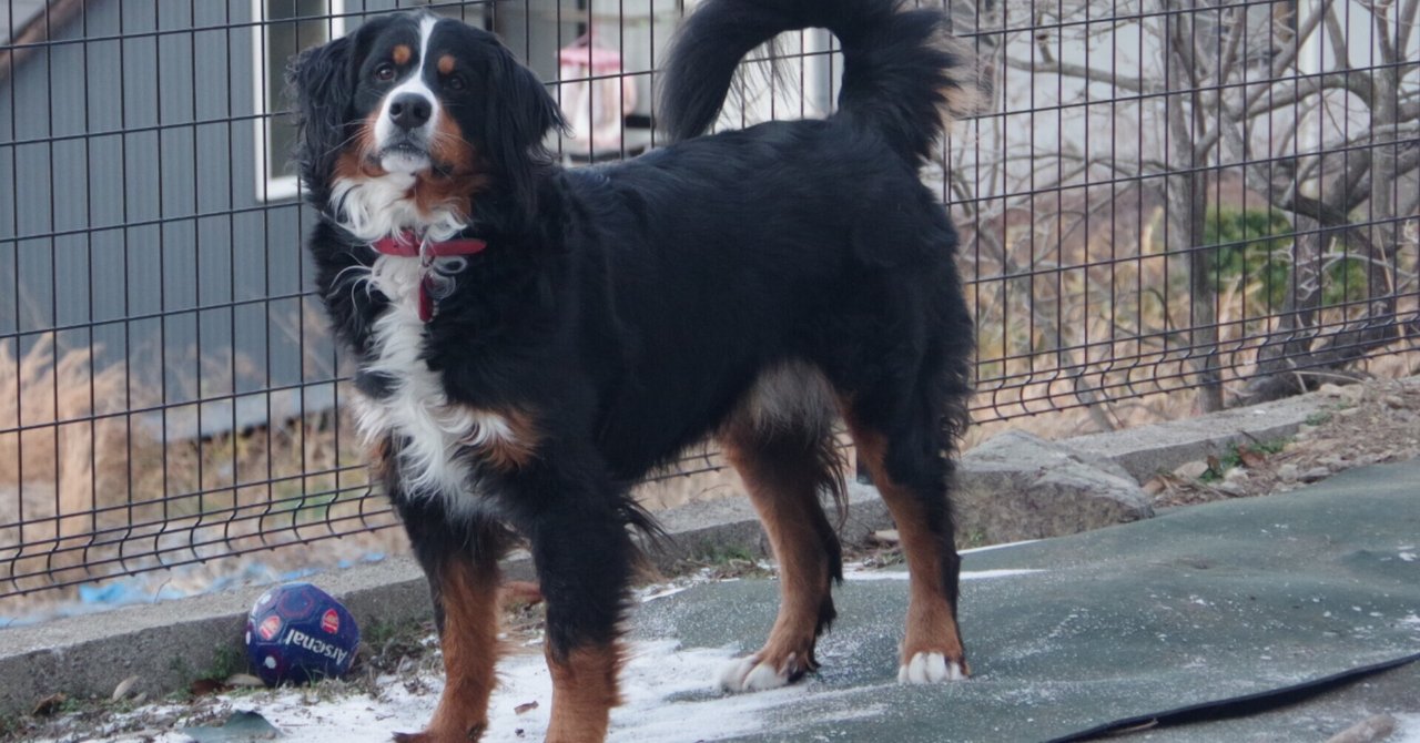 犬の病気 初期段階 気のせい こなき屋 Note