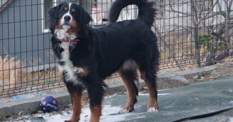 大型犬と暮らす の新着タグ記事一覧 Note つくる つながる とどける 大型犬と暮らす の新着タグ記事一覧 Note つくる つながる とどける