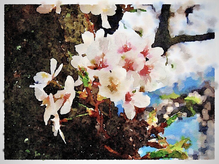 桜。
写真をアプリで加工。