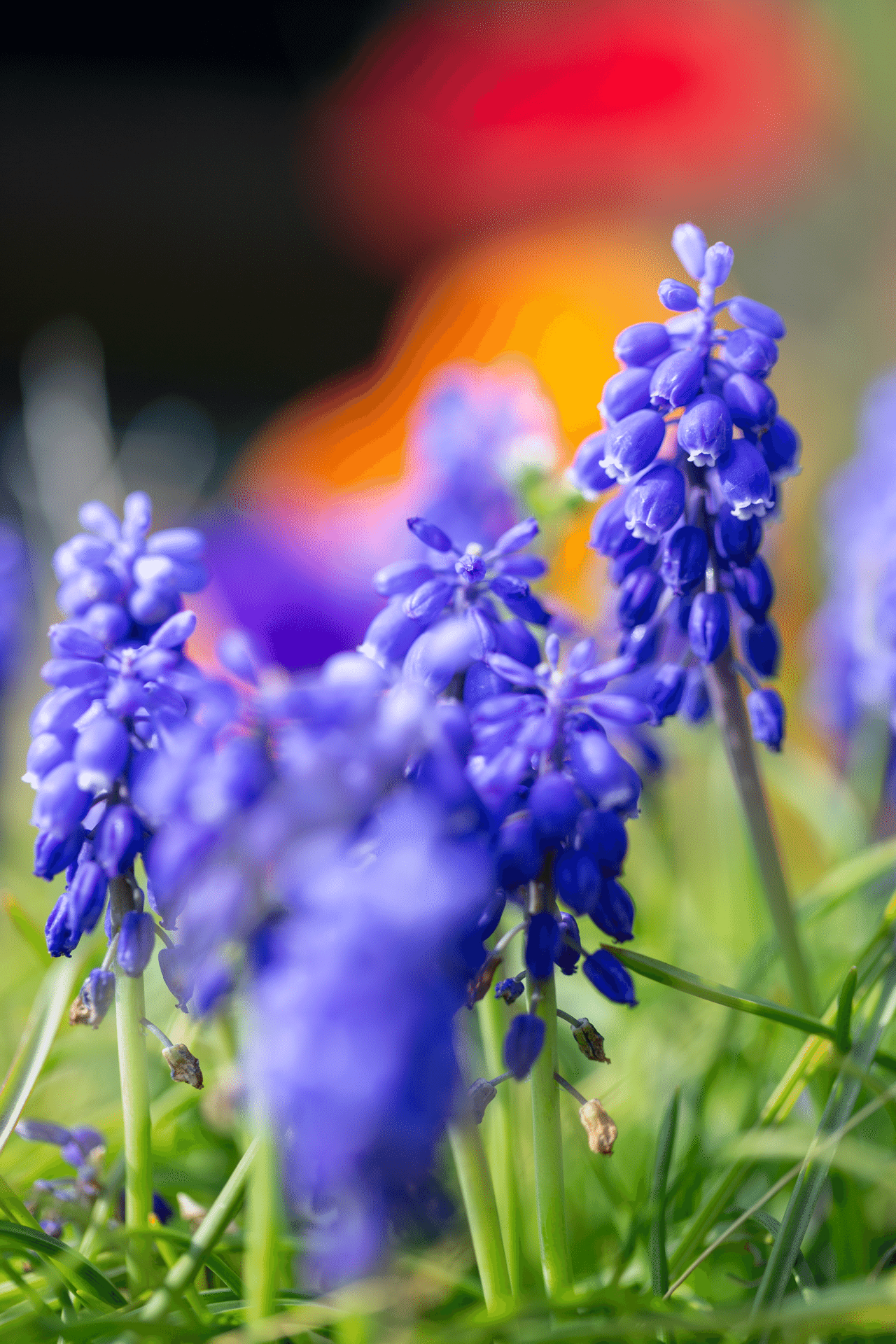 紫の花 くろねこ Note